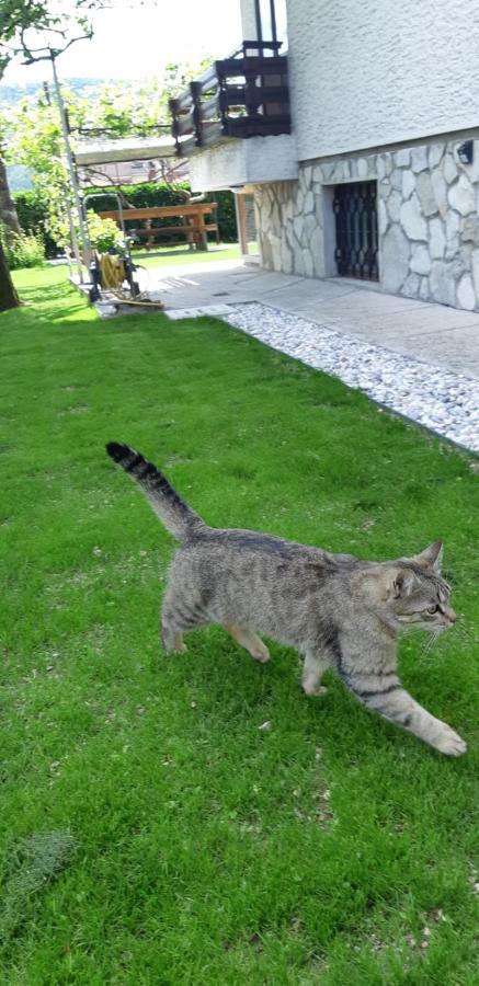 Apartma Bolero Tolmin Kültér fotó