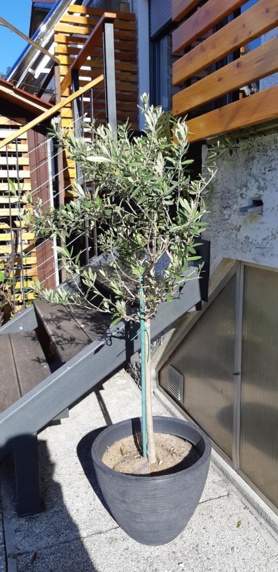 Apartma Bolero Tolmin Kültér fotó